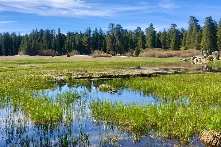 Scenic view of a marshy area near a lake with trees.