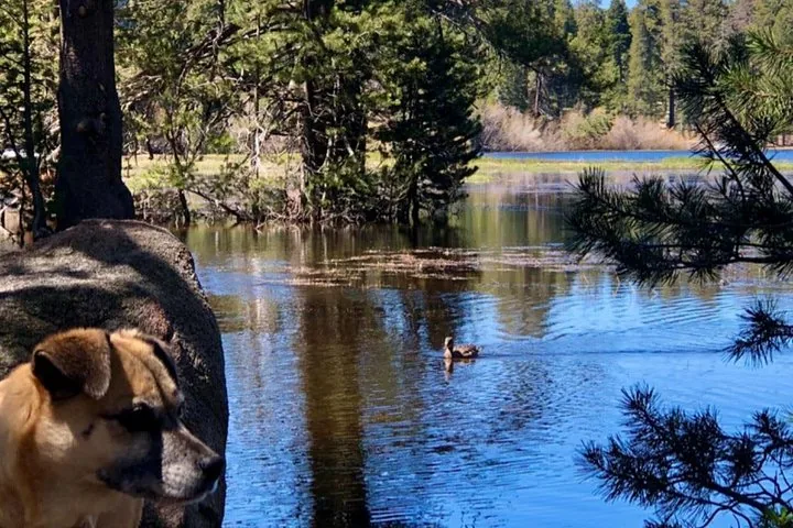 Dog looking towards a duck swimming in a peaceful forest lake.