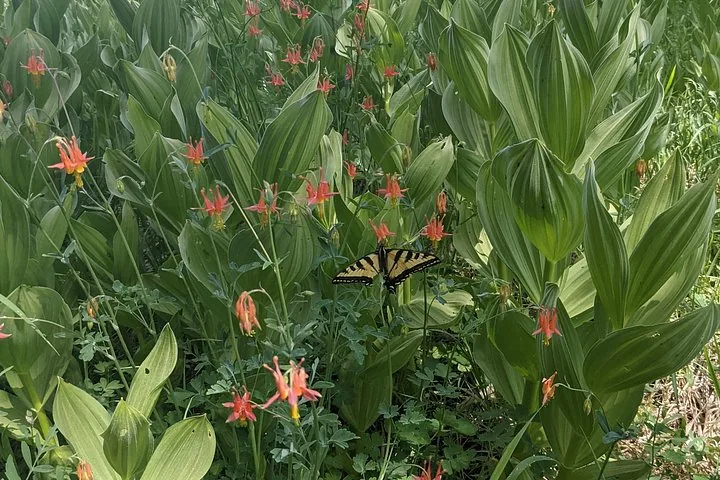 Yellow swallowtail butterfly resting on orange columbine flowers among green leaves.