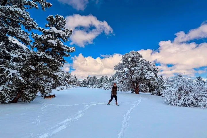 A person walks through a snowy landscape with a dog on a bright day.