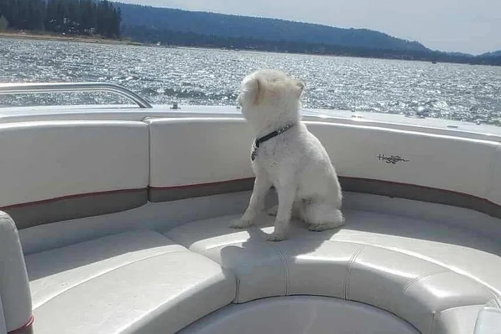 Small white dog sitting on a boat looking out at the lake