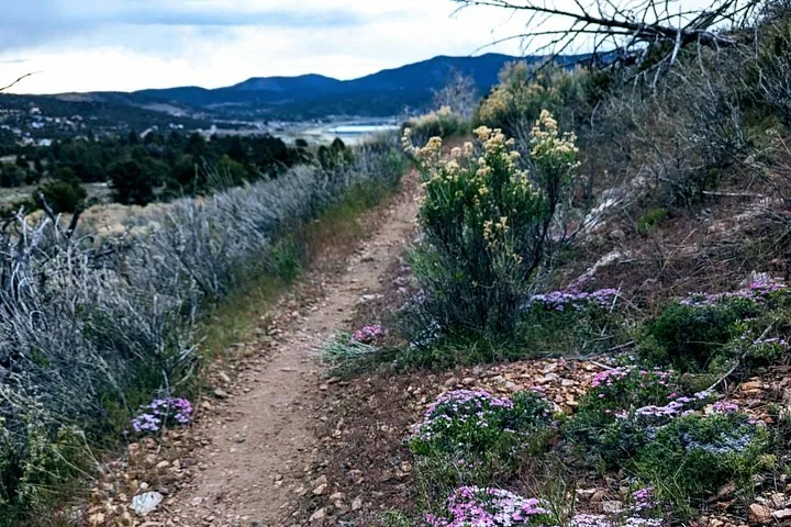 A narrow dirt path winding through scrub brush and purple wildflowers near lake